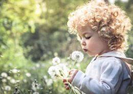 Cute Curly Child Girl Looking Like Dandelion Blowing Dandelion In Summer Park In Sunny Day With Sunlight