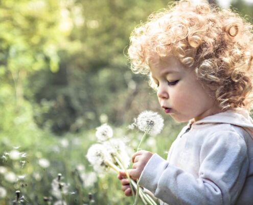 Cute Curly Child Girl Looking Like Dandelion Blowing Dandelion In Summer Park In Sunny Day With Sunlight