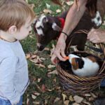 Boy With Guinea Pig
