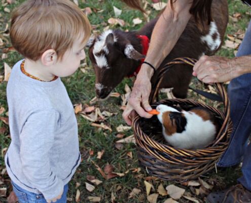 Boy With Guinea Pig